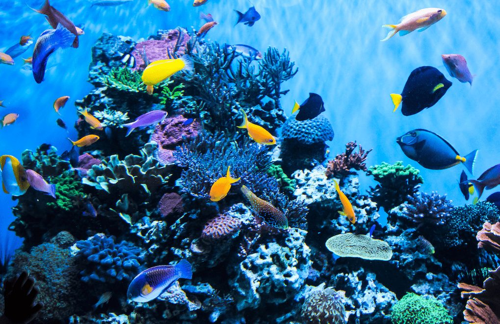aquarium visiter seville