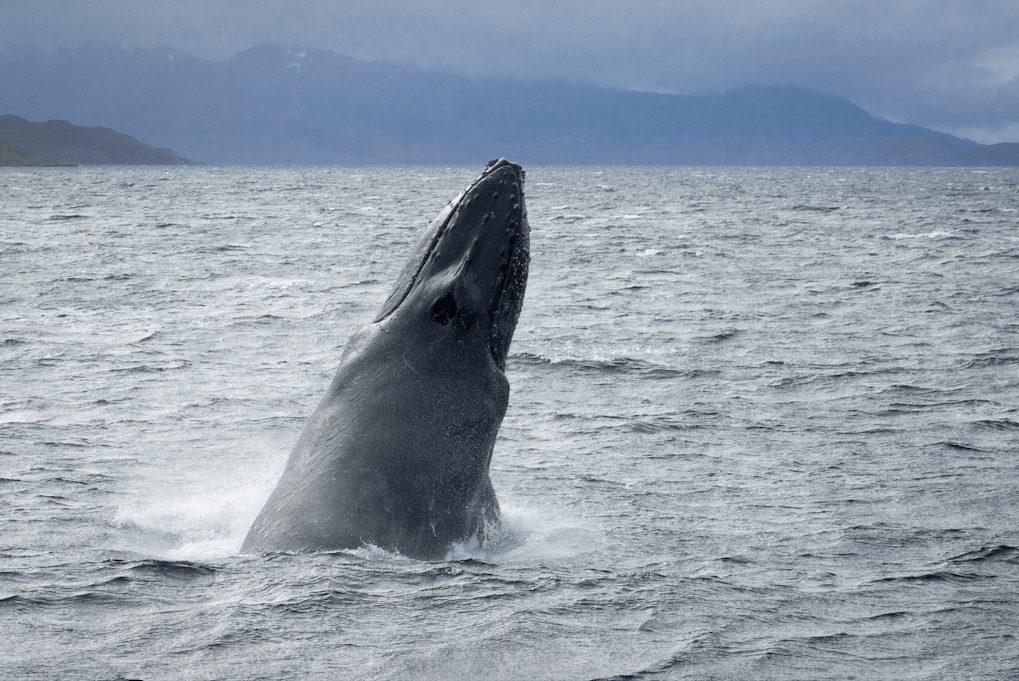 que faire a tromso decouverte baleine
