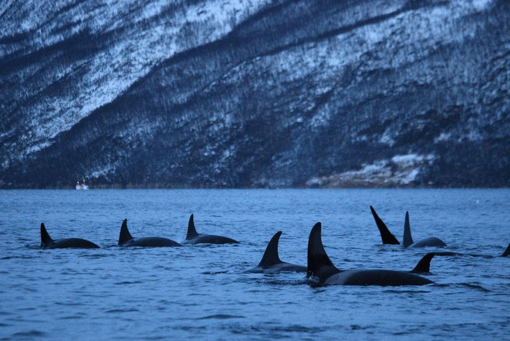 excursion orc tromso