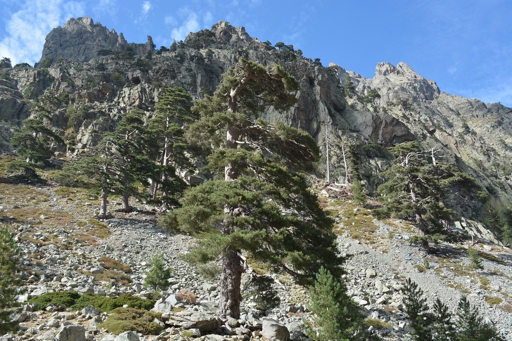 gorges restonica que faire en corse