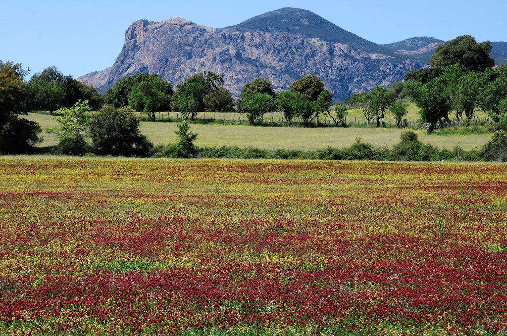 randonnee monte gozzi visiter corse du sud