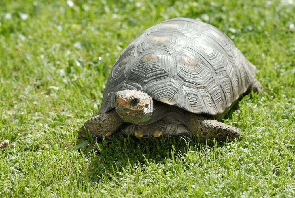 parc a capulatta tortue reserve corse
