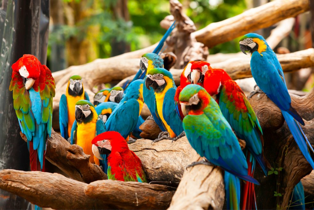 parrot world paris activites