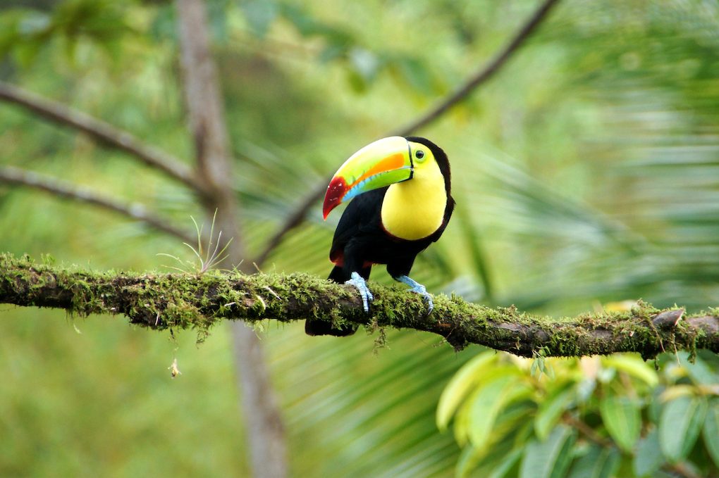 costa rica ou partir en fevrier au soleil