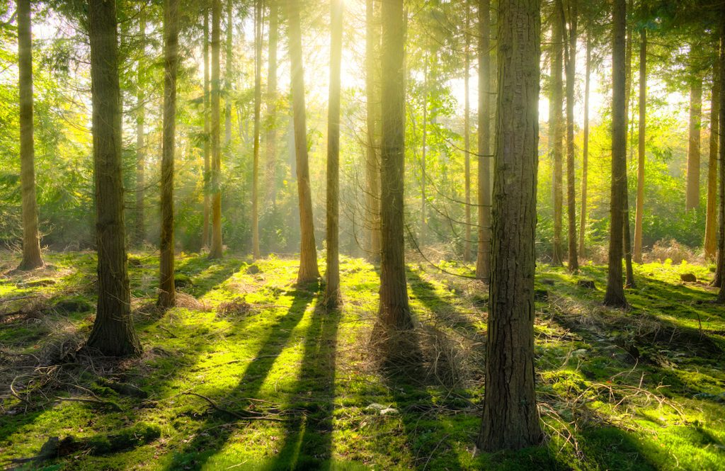 foret baignee de lumiere, representant la nature preservee a travers le voyage ecoresponsable