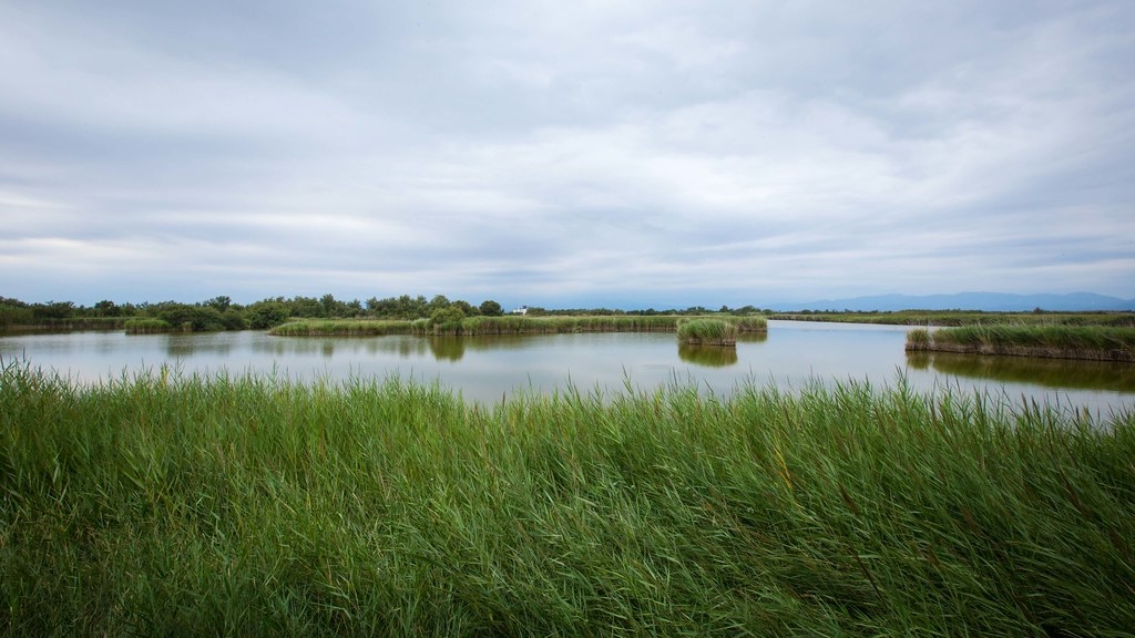 parc aiguamolls de emporda que faire a empuriabrava