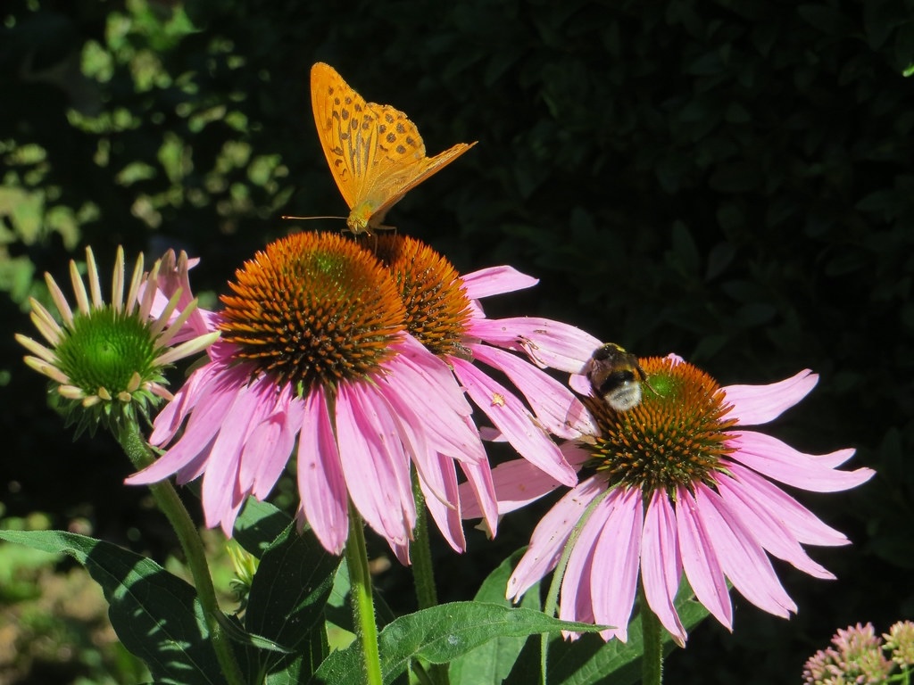 jardin des papillons visiter empuriabrava