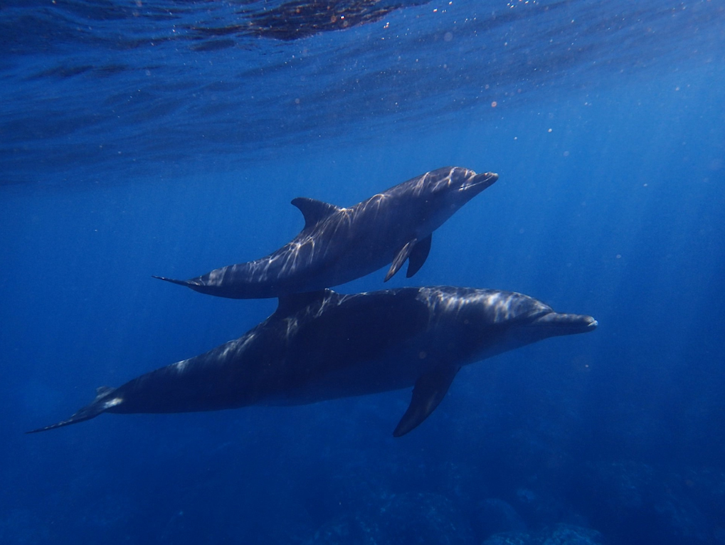 excursion dauphin visiter lanzarote