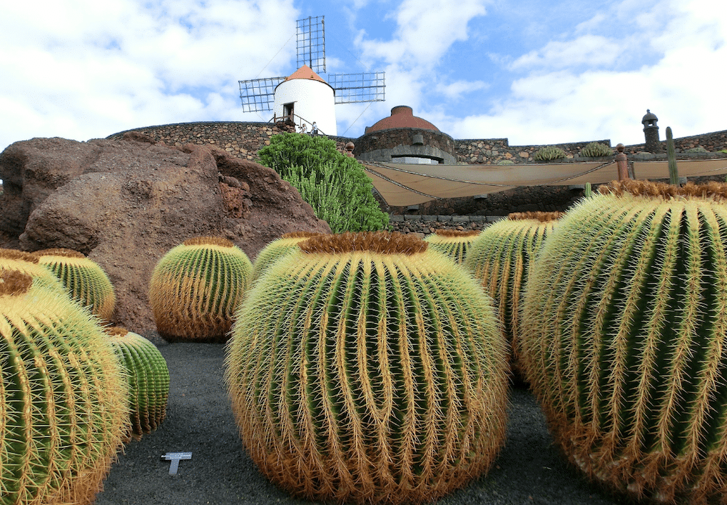 jardin des cactus cesar manrique
