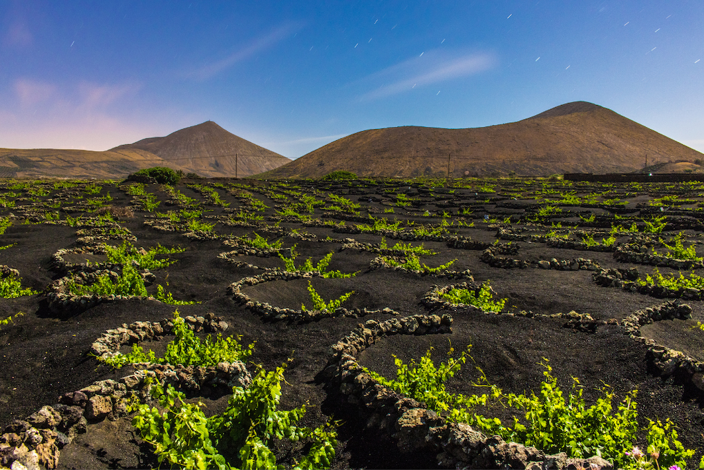 vignoble lanzarote vignes vin