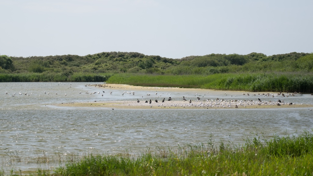 reserve naturelle baie de somme