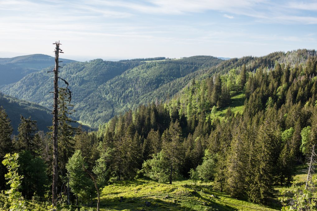 decouvrir foret noire allemagne