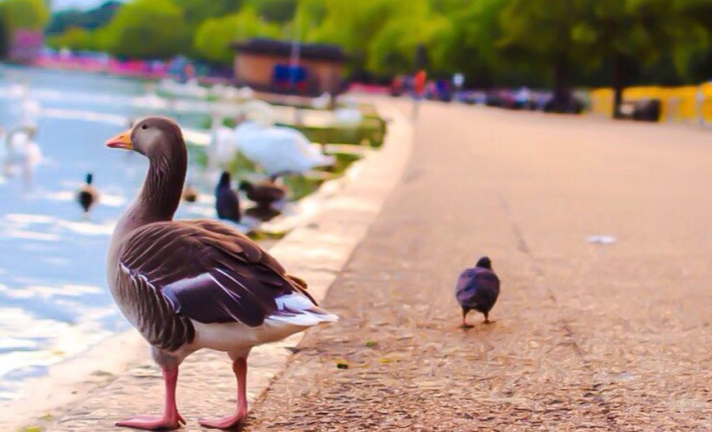 hyde park canard